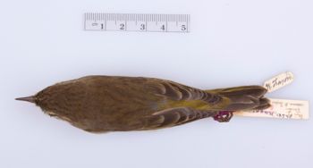 Media type: image;   Ornithology 294380